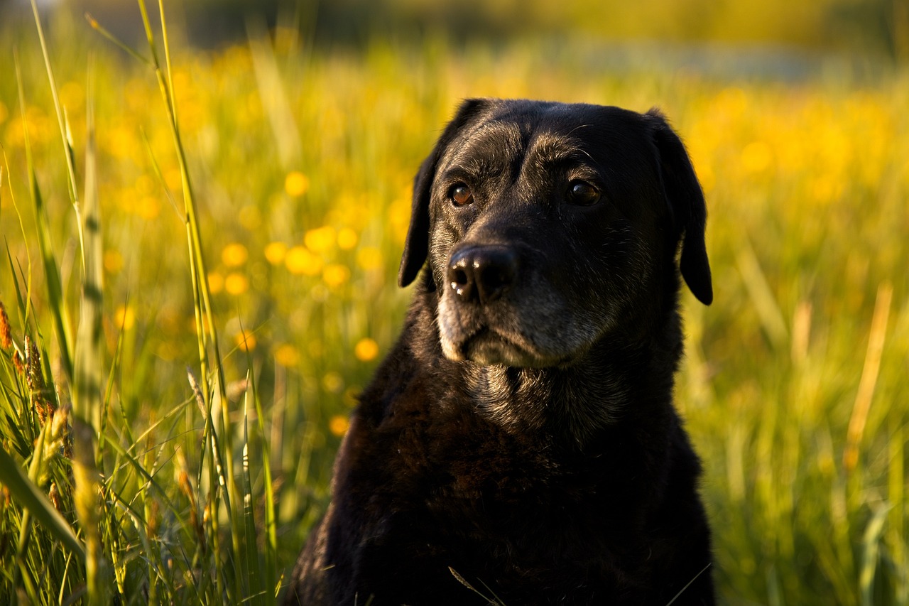 Animal Image