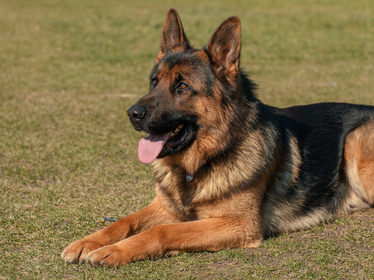 Animal Image