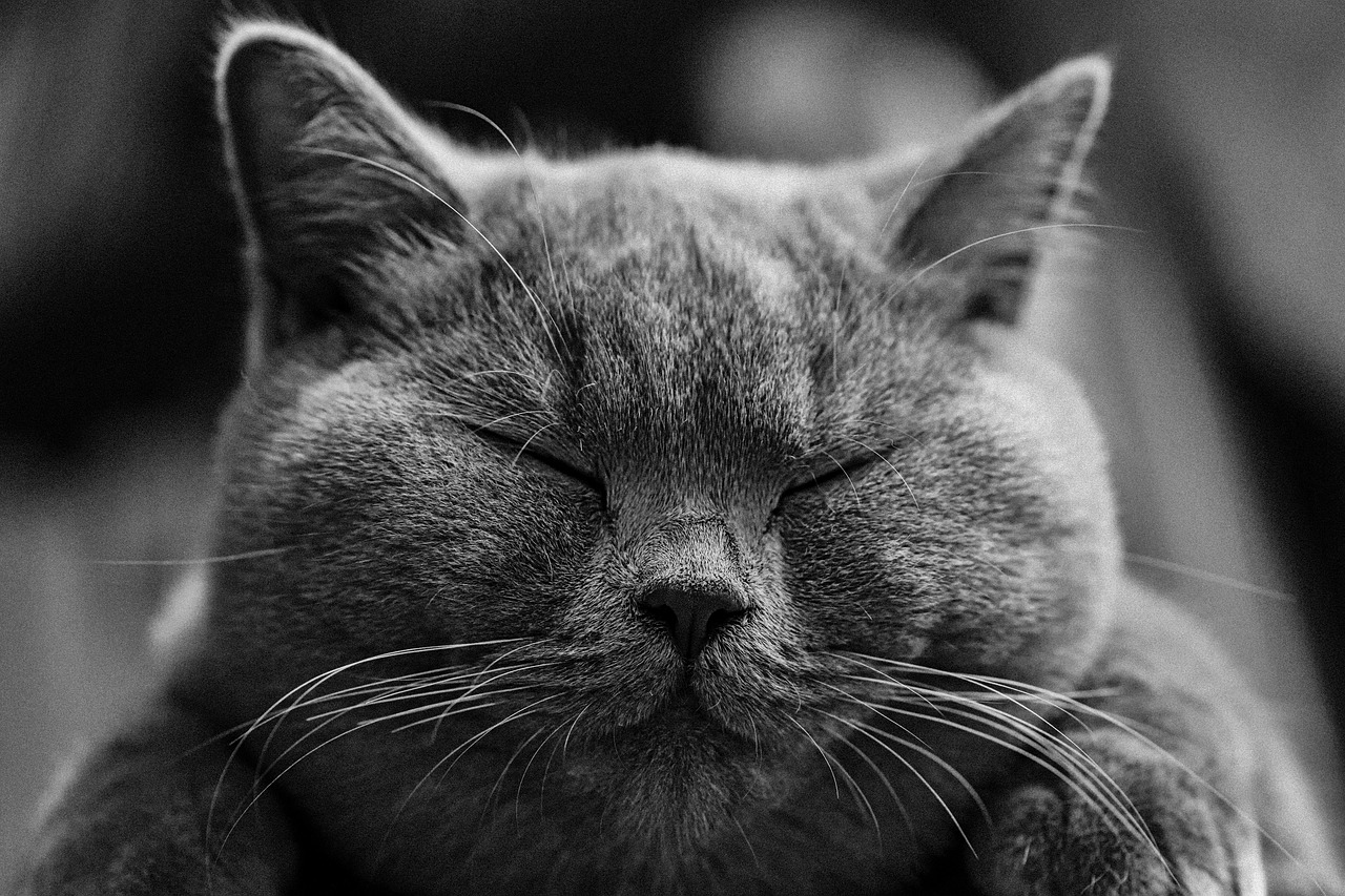 Animal Image