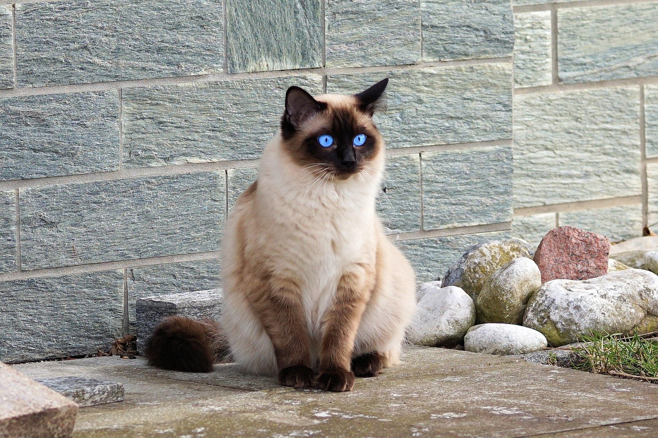 Animal Image