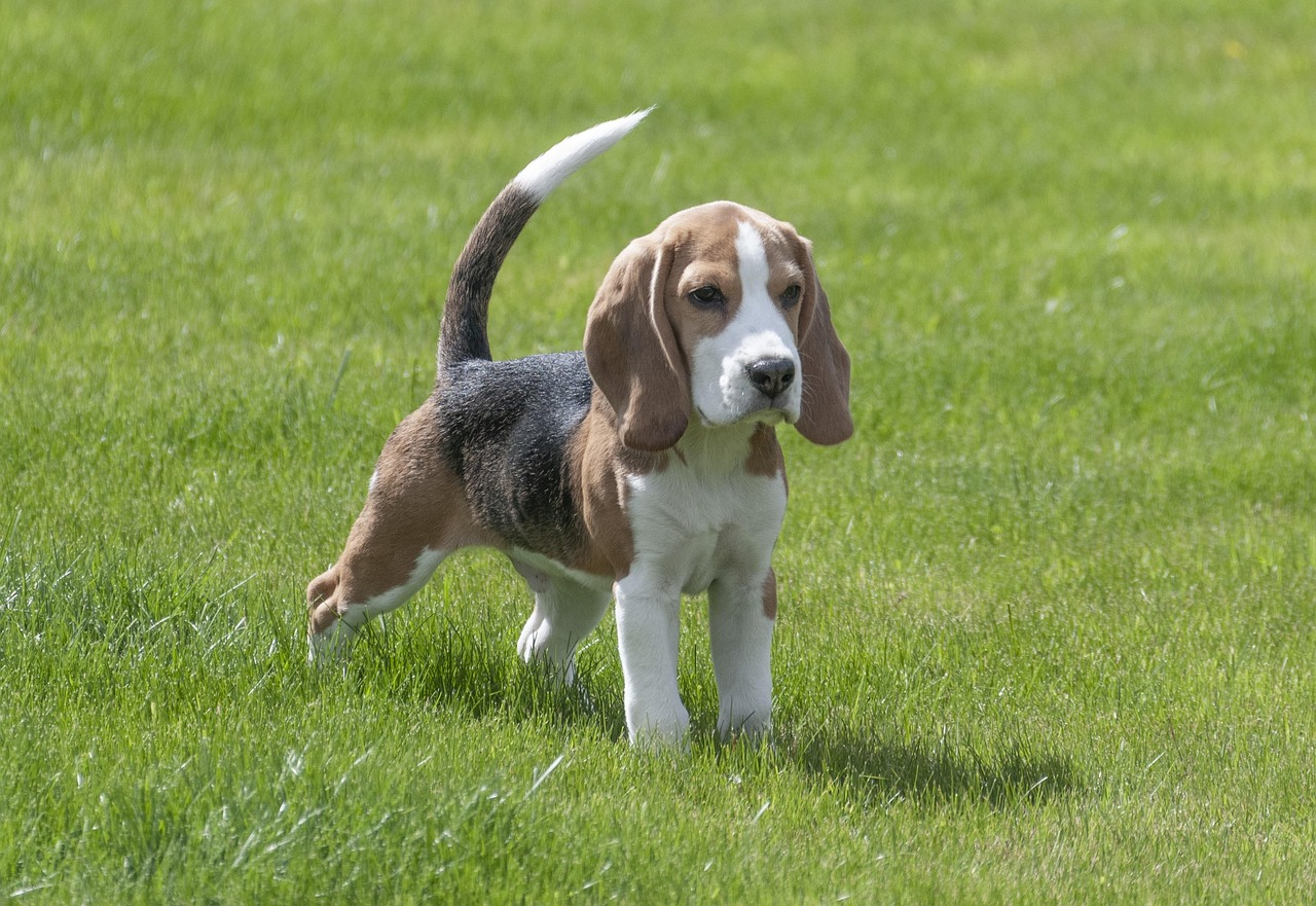 Animal Image