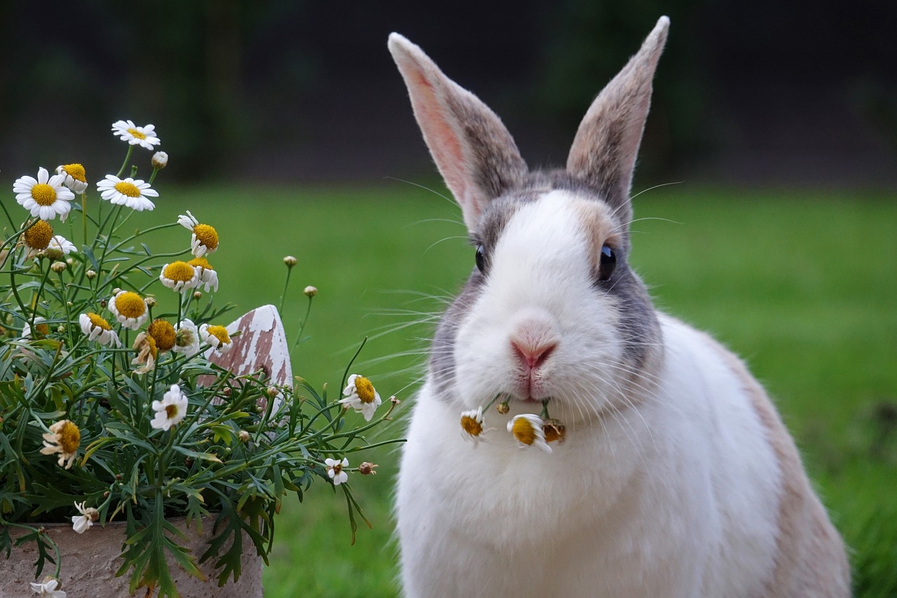 Animal Image