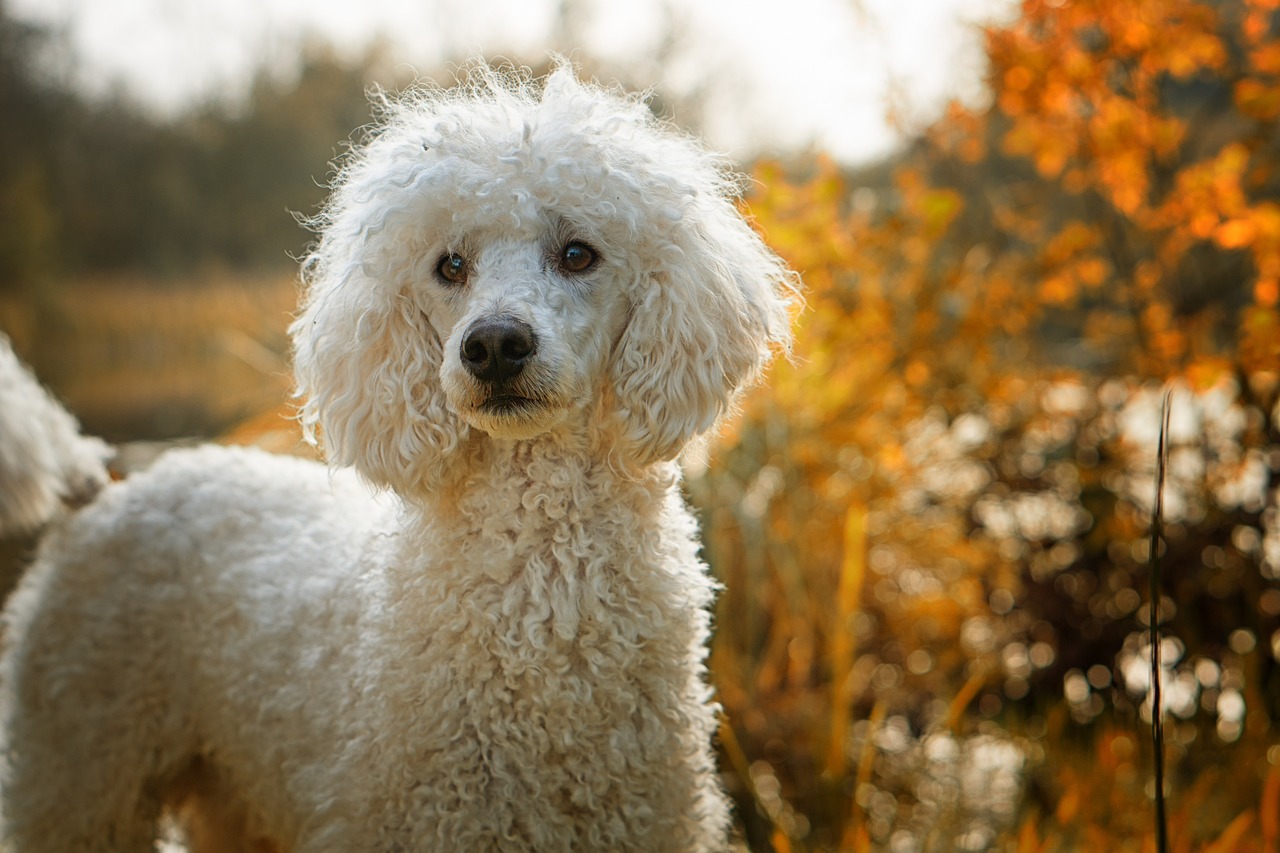 Animal Image