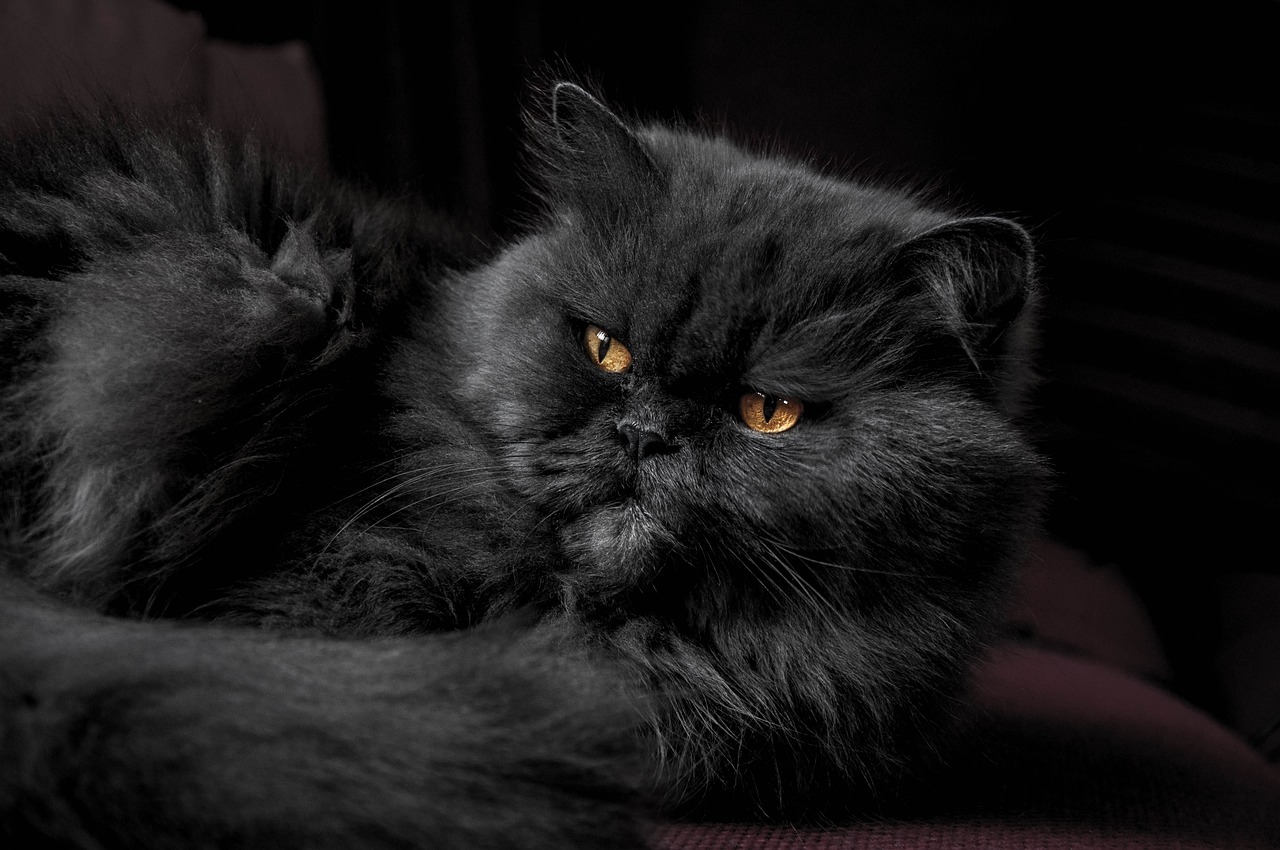 Animal Image