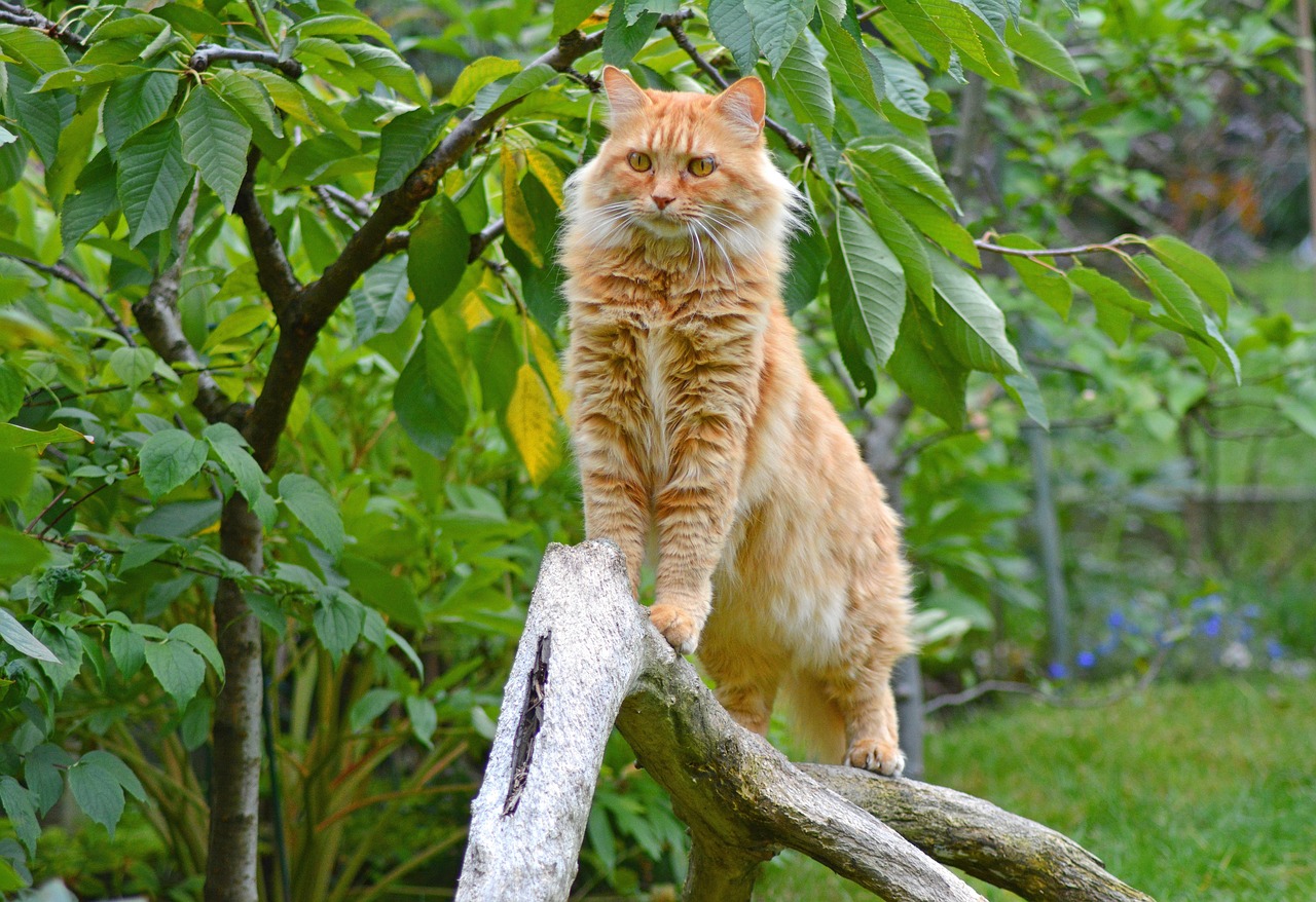 Animal Image