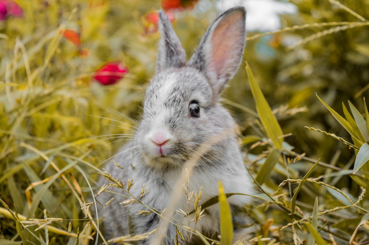 Animal Image