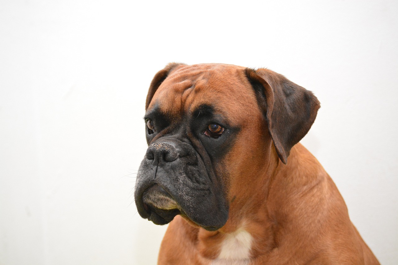 Animal Image