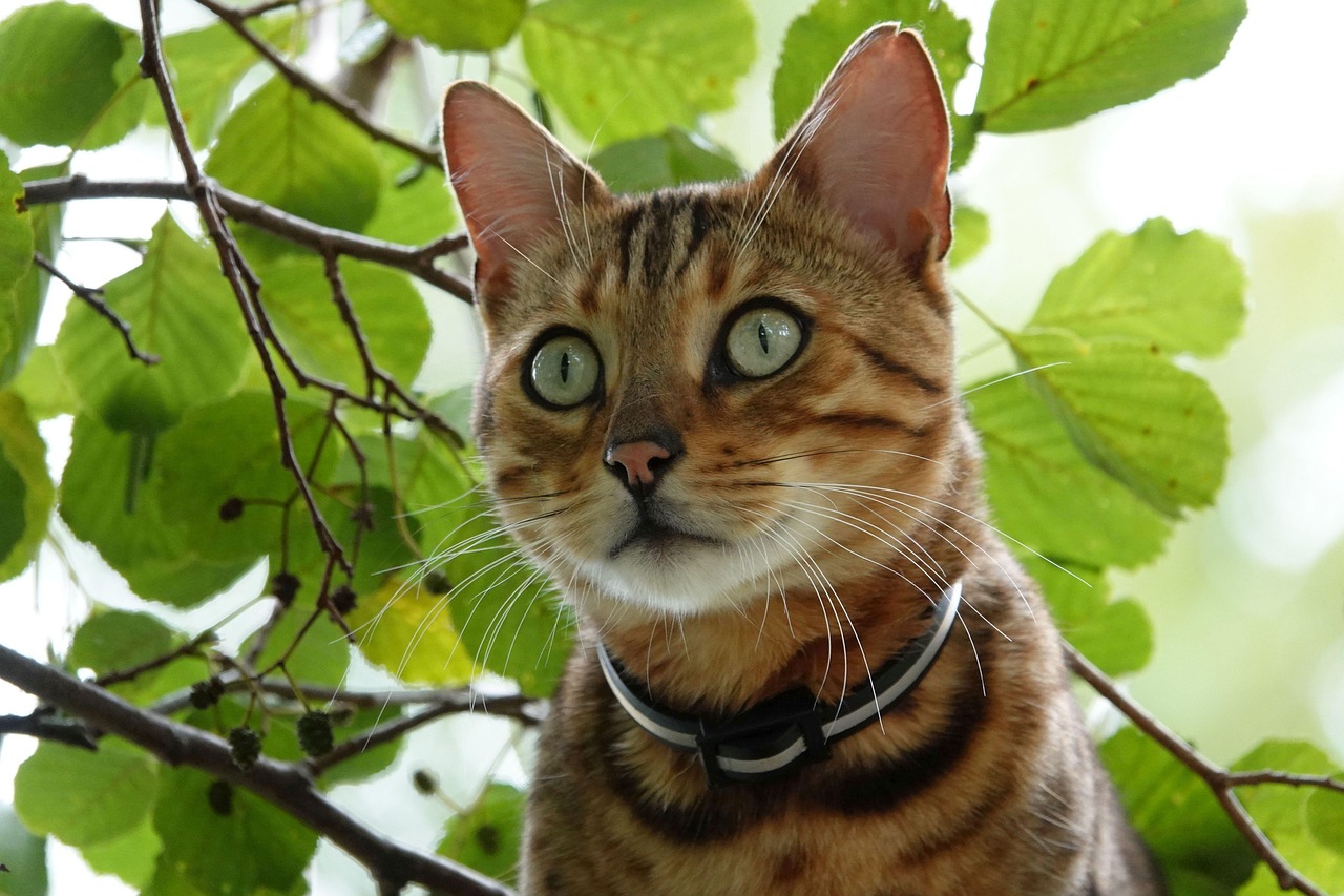 Animal Image